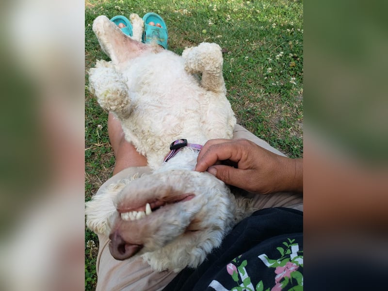 NEWGUY - toller Schatz sucht seine Menschen
