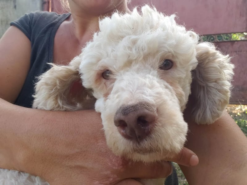 NEWGUY - toller Schatz sucht seine Menschen
