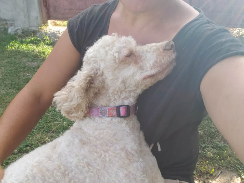 NEWGUY - toller Schatz sucht seine Menschen