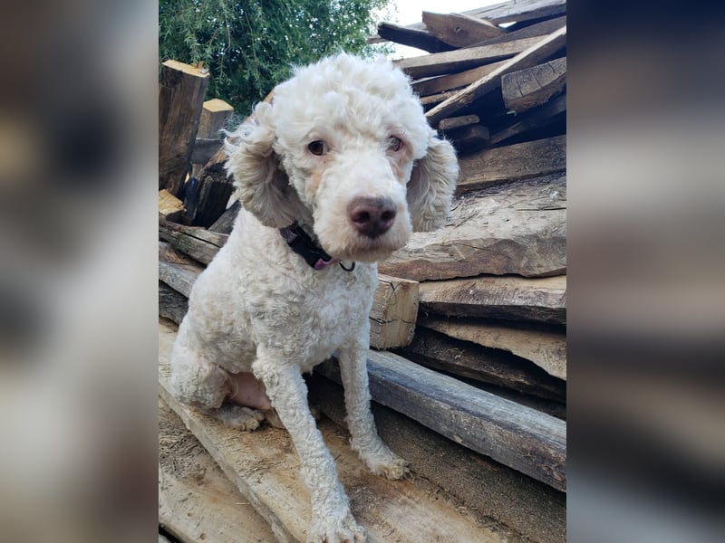 NEWGUY - toller Schatz sucht seine Menschen