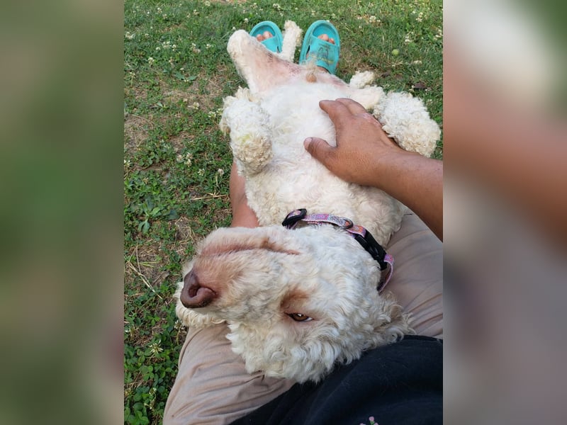 NEWGUY - toller Schatz sucht seine Menschen