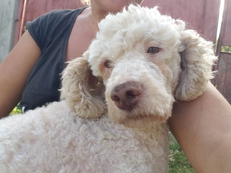 NEWGUY - toller Schatz sucht seine Menschen