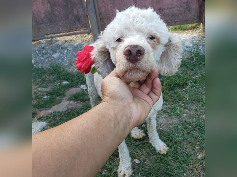 NEWGUY - toller Schatz sucht seine Menschen