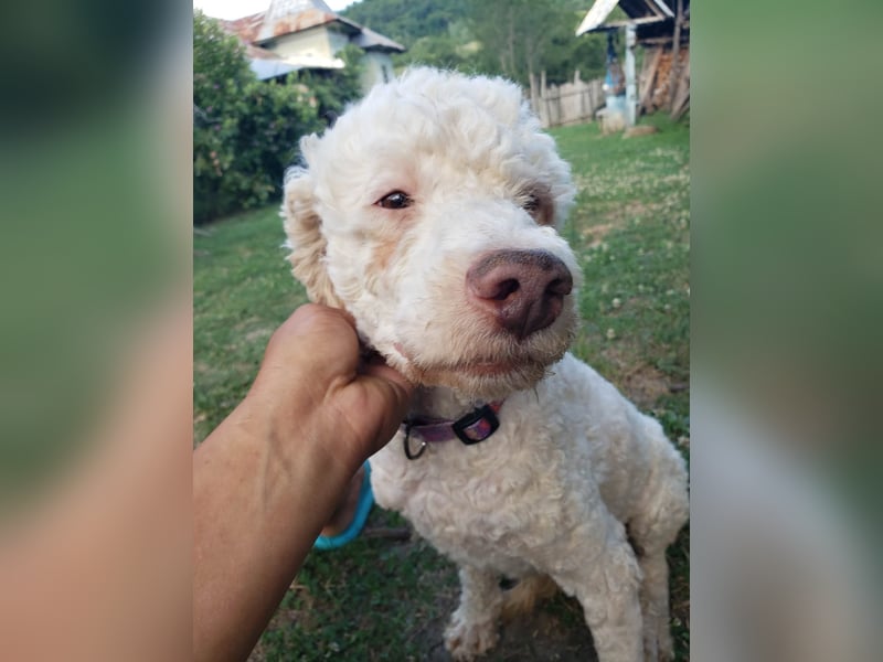 NEWGUY - toller Schatz sucht seine Menschen