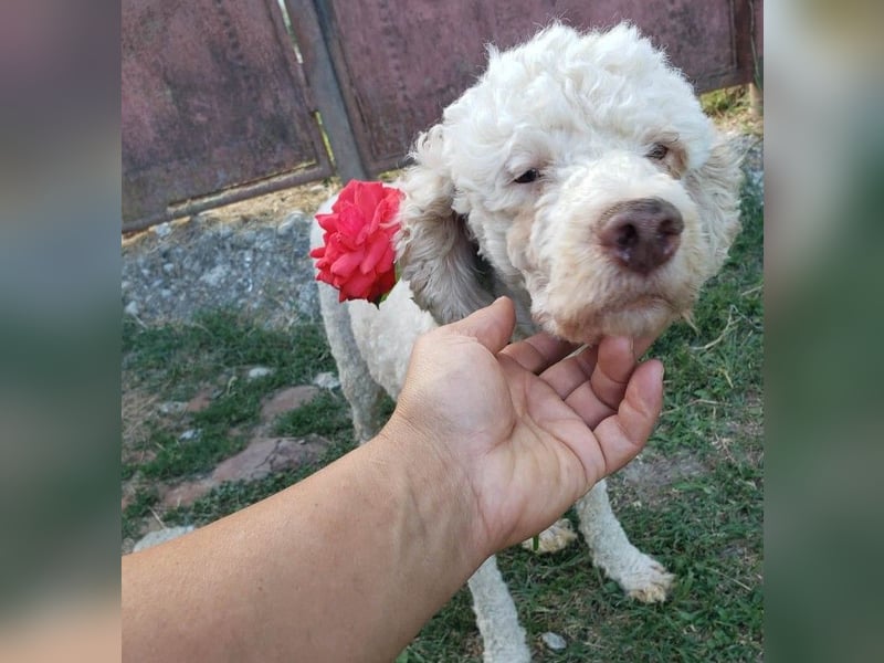 NEWGUY - toller Schatz sucht seine Menschen
