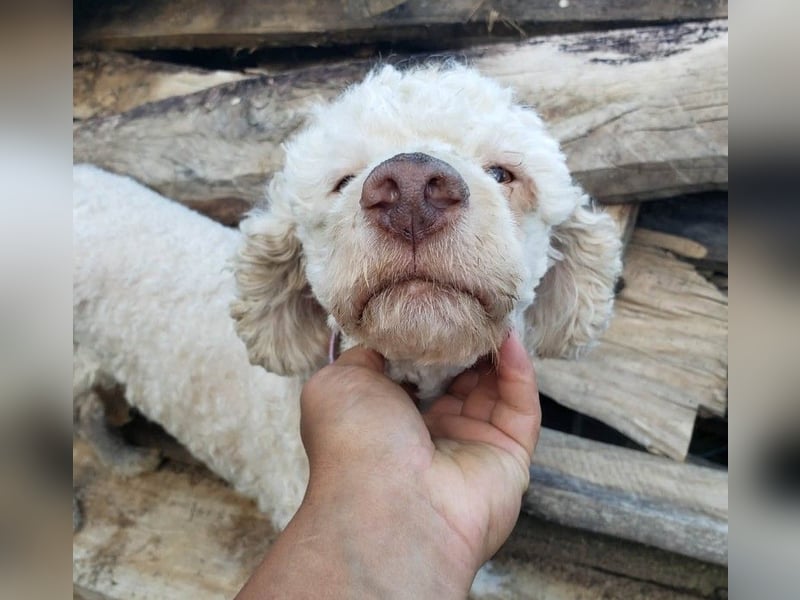 NEWGUY - toller Schatz sucht seine Menschen