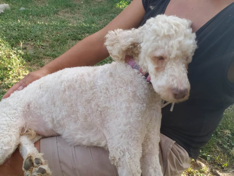 NEWGUY - toller Schatz sucht seine Menschen