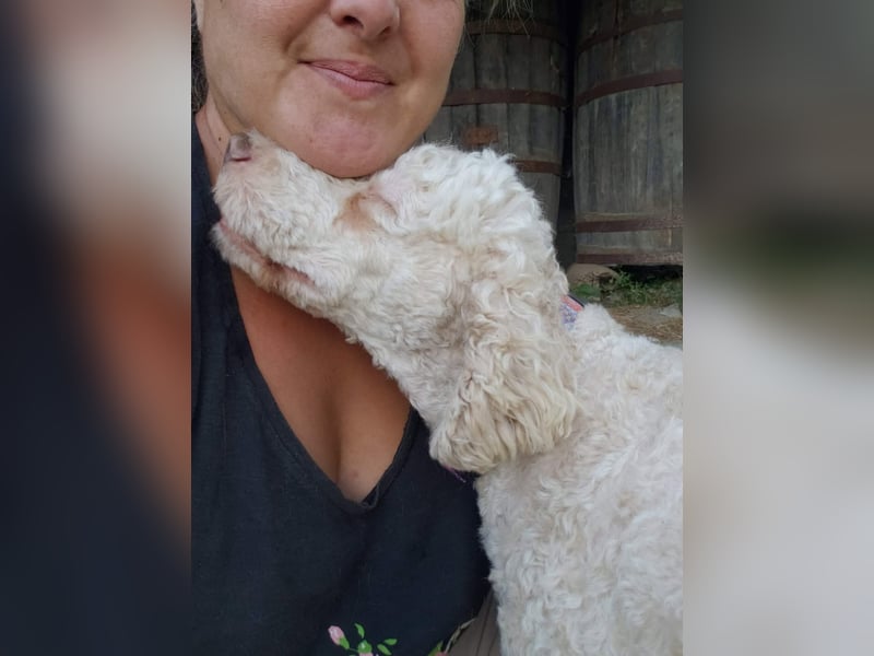 NEWGUY - toller Schatz sucht seine Menschen
