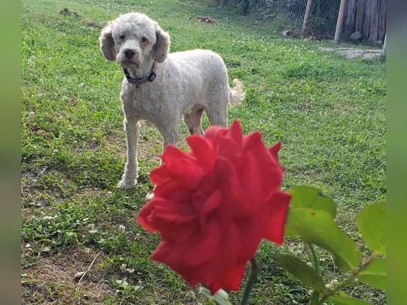 NEWGUY - toller Schatz sucht seine Menschen
