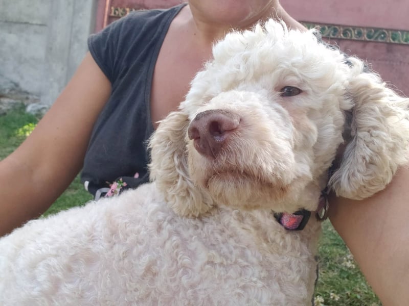 NEWGUY - toller Schatz sucht seine Menschen