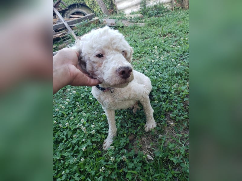 NEWGUY - toller Schatz sucht seine Menschen