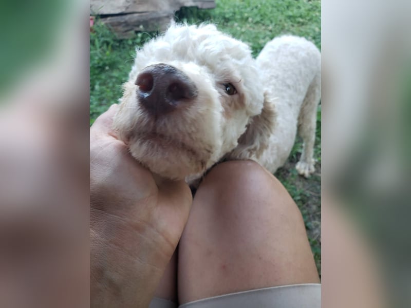 NEWGUY - toller Schatz sucht seine Menschen