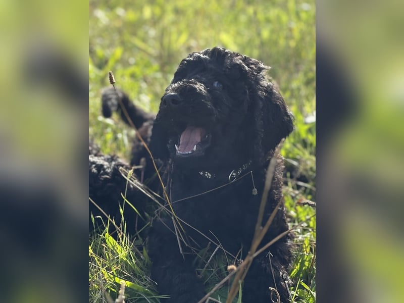 Einzigartige schwarze Grosspudelwelpen Fibie und Fargo