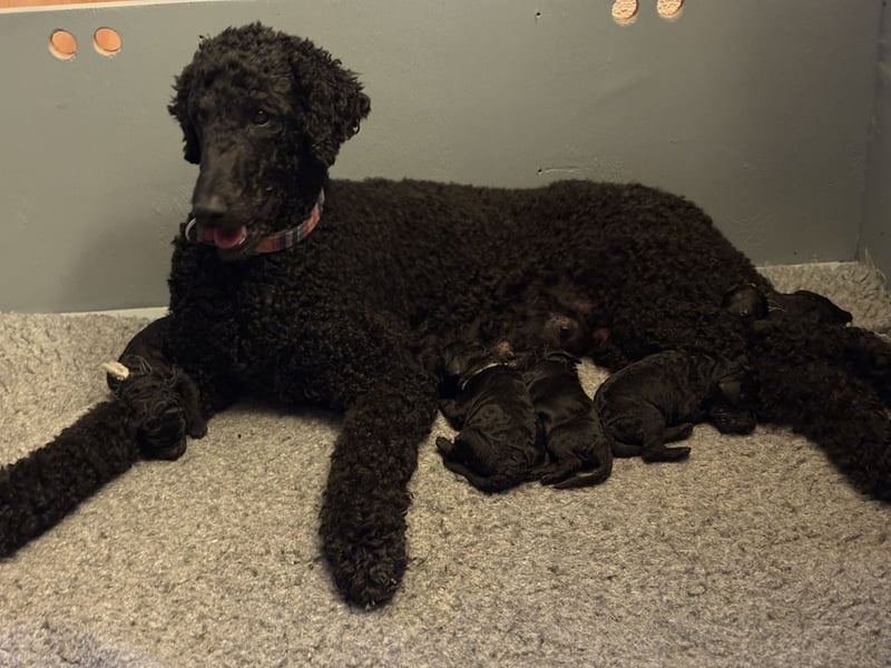 Einzigartige schwarze Grosspudelwelpen Fibie und Fargo