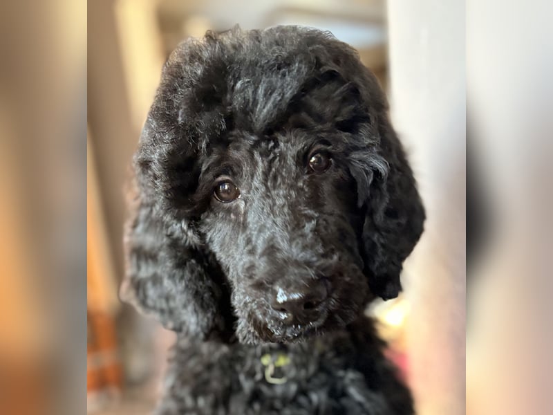Einzigartige schwarze Grosspudelwelpen Fibie und Fargo