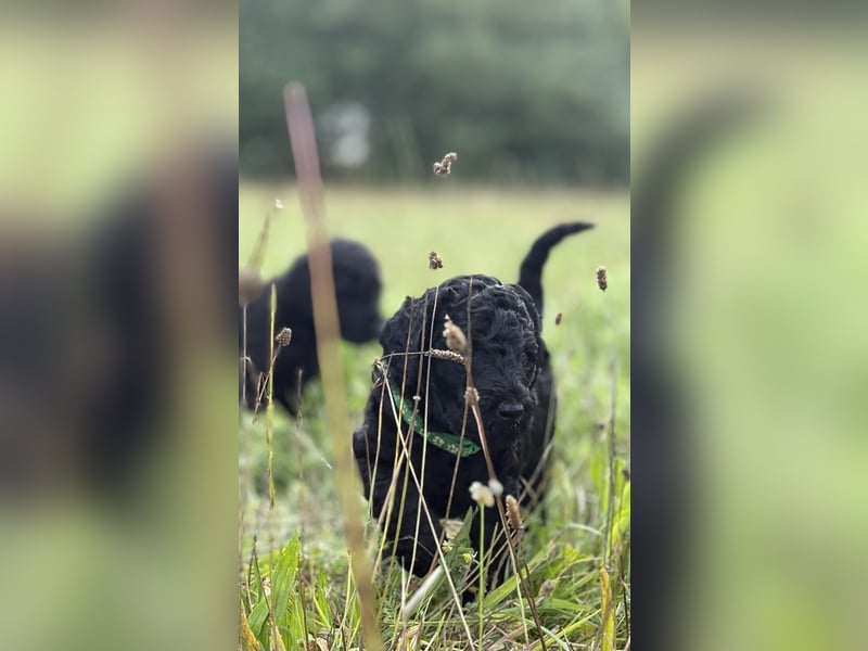 Einzigartige schwarze Grosspudelwelpen Fibie und Fargo