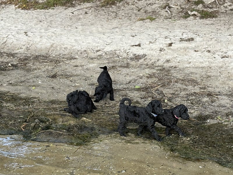 Einzigartige schwarze Grosspudelwelpen Fibie und Fargo