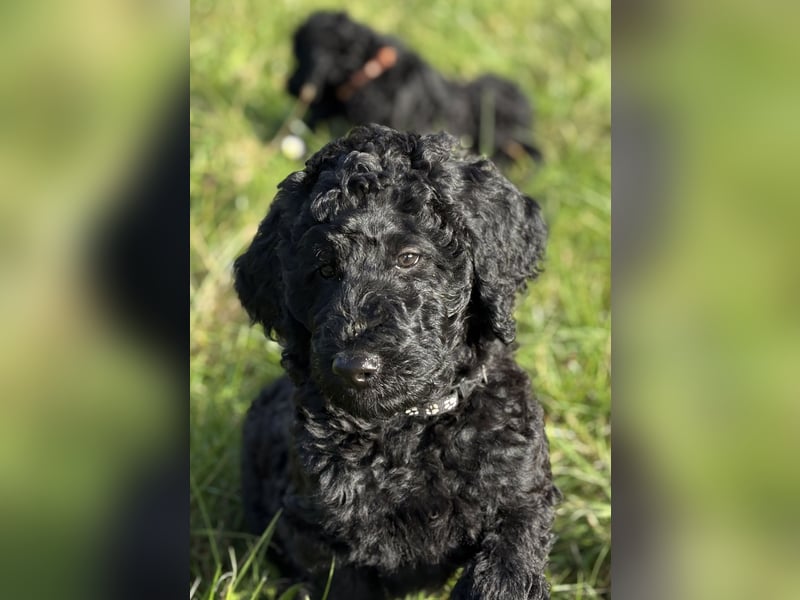 Einzigartige schwarze Grosspudelwelpen Fibie und Fargo