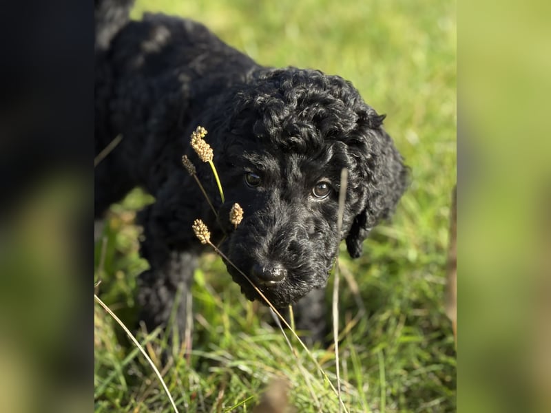 Einzigartige schwarze Grosspudelwelpen Fibie und Fargo