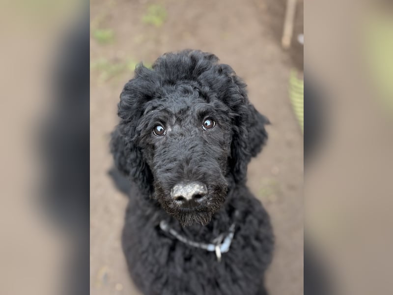 Einzigartige schwarze Grosspudelwelpen Fibie und Fargo
