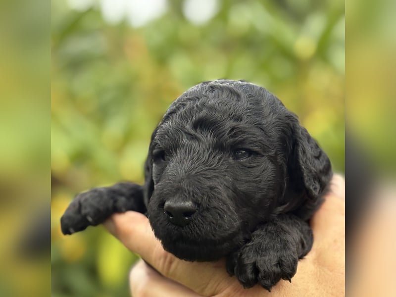 Einzigartige schwarze Grosspudelwelpen Fibie und Fargo