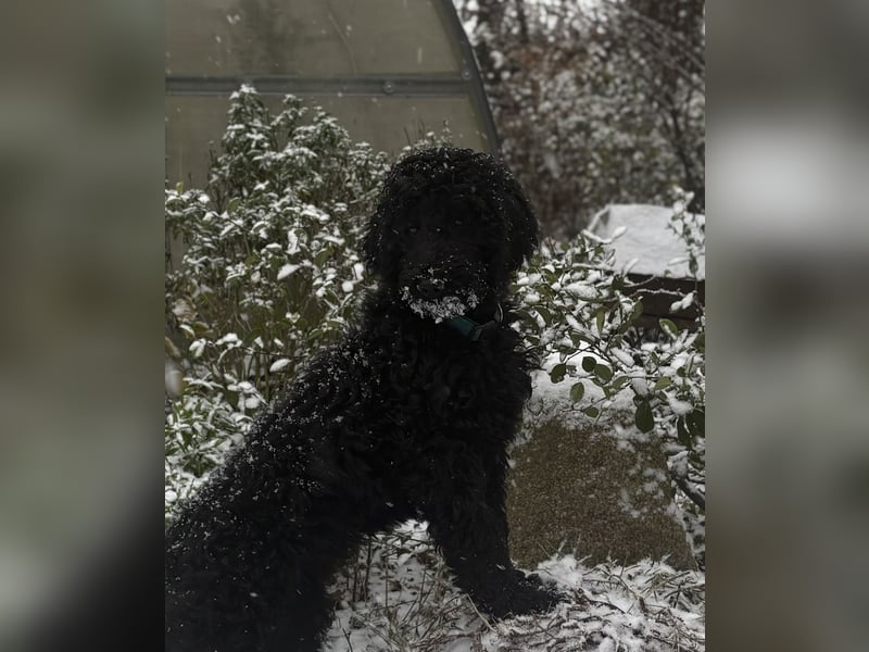 Einzigartige schwarze Grosspudelwelpen Fibie und Fargo