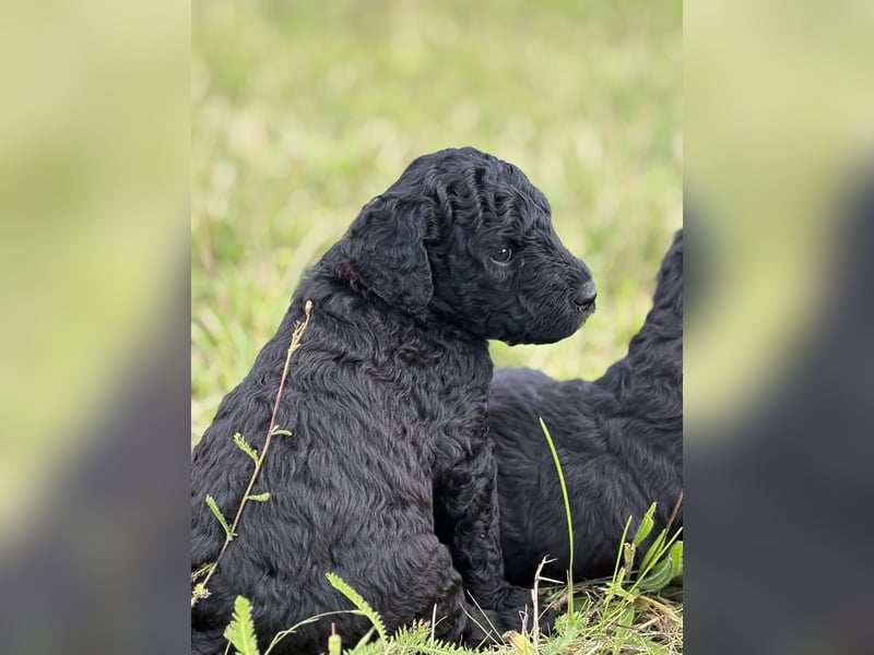 Einzigartige schwarze Grosspudelwelpen Fibie und Fargo