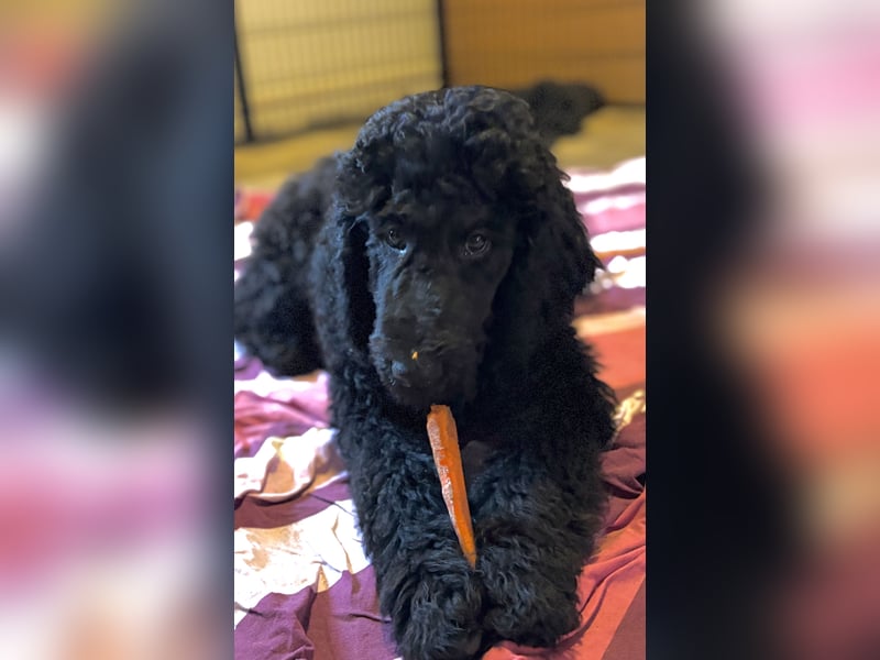 Einzigartige schwarze Grosspudelwelpen Fibie und Fargo