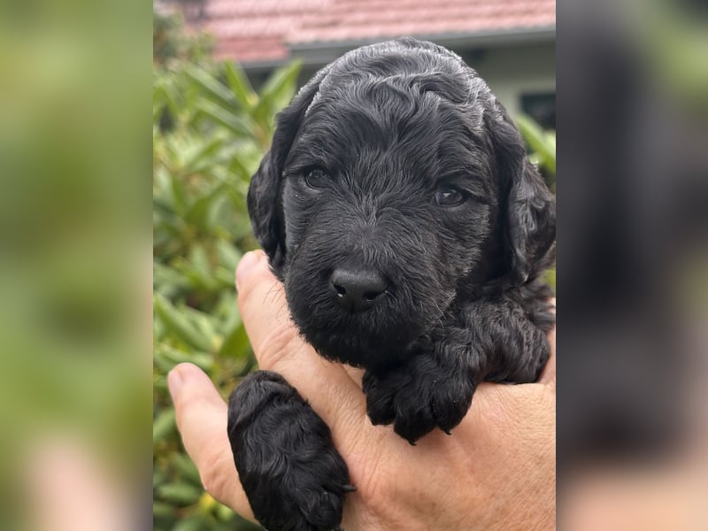 Einzigartige schwarze Grosspudelwelpen Fibie und Fargo