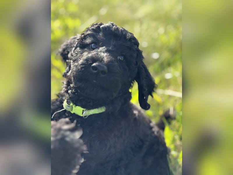 Einzigartige schwarze Grosspudelwelpen Fibie und Fargo