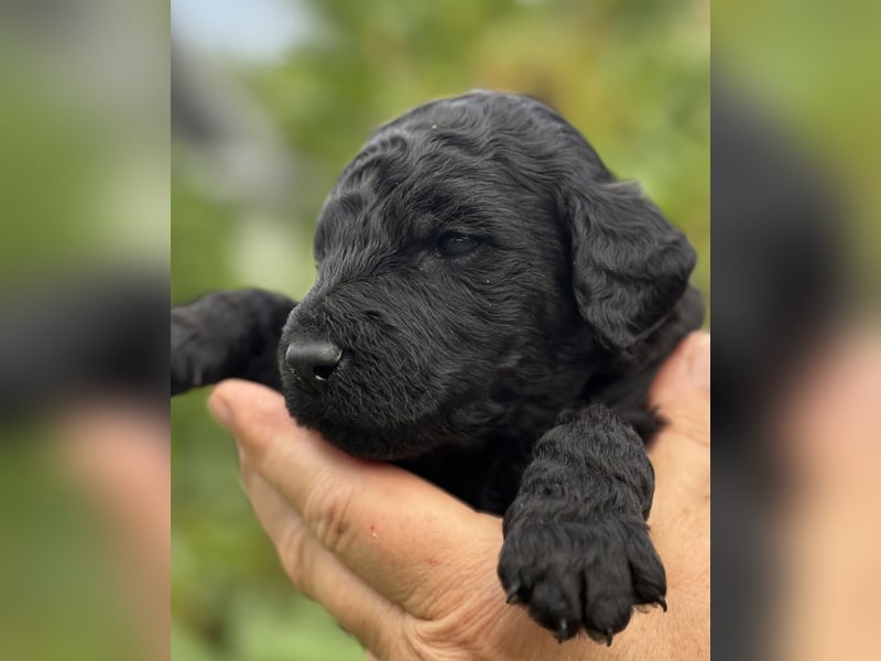 Einzigartige schwarze Grosspudelwelpen Fibie und Fargo