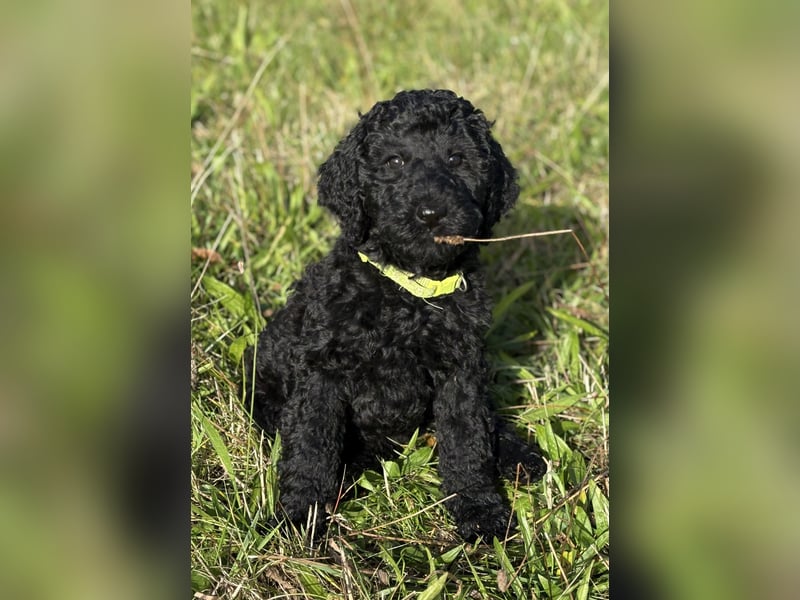 Einzigartige schwarze Grosspudelwelpen Fibie und Fargo