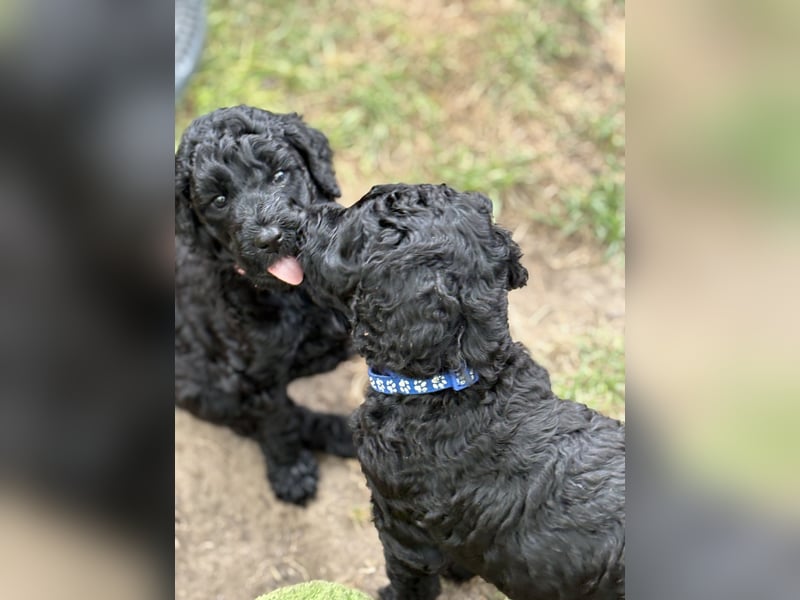 Einzigartige schwarze Grosspudelwelpen Fibie und Fargo