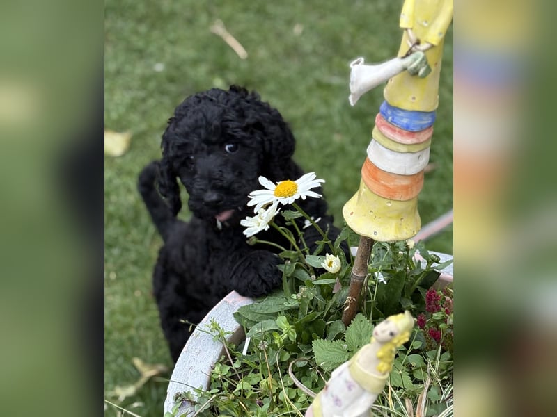 Einzigartige schwarze Grosspudelwelpen Fibie und Fargo