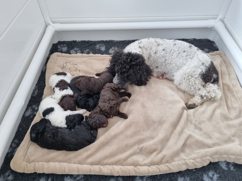 Bunter Wurf Zwergpudel Kleinpudel Ahnentafel Harlekin Braun Brindle Tan Pudel Mittelpudel