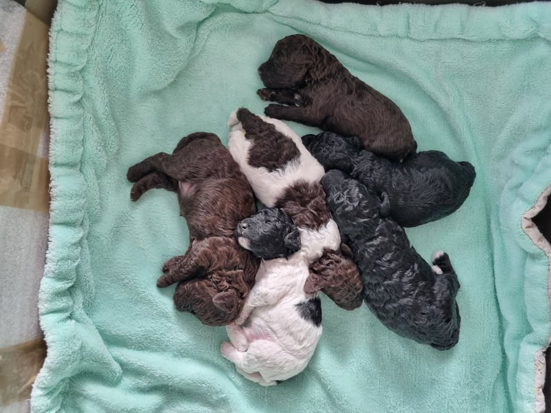 Bunter Wurf Zwergpudel Kleinpudel Ahnentafel Harlekin Braun Brindle Tan Pudel Mittelpudel
