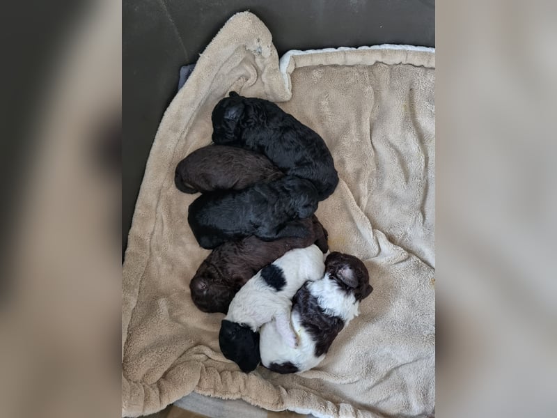 Bunter Wurf Zwergpudel Kleinpudel Ahnentafel Harlekin Braun Brindle Tan Pudel Mittelpudel