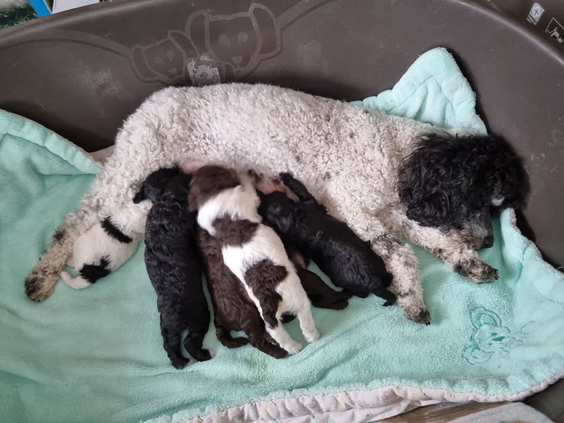 Bunter Wurf Zwergpudel Kleinpudel Ahnentafel Harlekin Braun Brindle Tan Pudel Mittelpudel