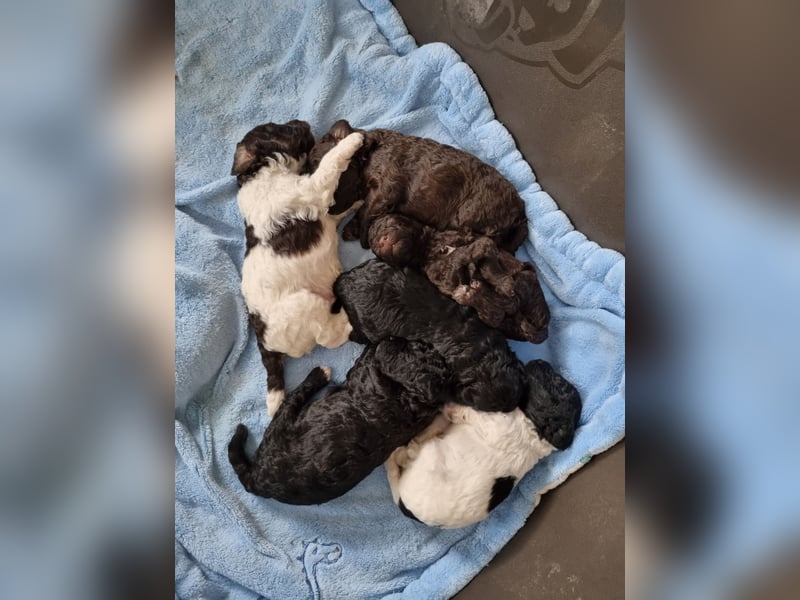 Bunter Wurf Zwergpudel Kleinpudel Ahnentafel Harlekin Braun Brindle Tan Pudel Mittelpudel