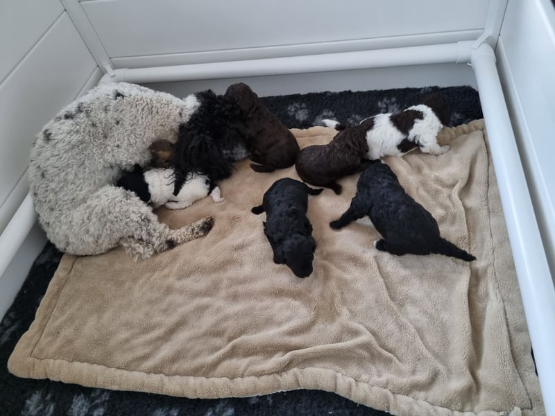 Bunter Wurf Zwergpudel Kleinpudel Ahnentafel Harlekin Braun Brindle Tan Pudel Mittelpudel