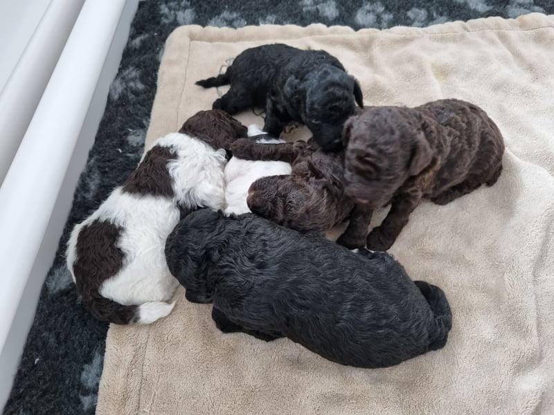 Bunter Wurf Zwergpudel Kleinpudel Ahnentafel Harlekin Braun Brindle Tan Pudel Mittelpudel