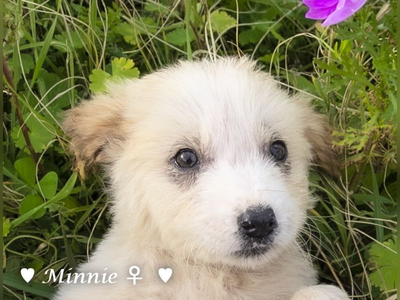 Minnie und Mollie suchen ein Zuhause