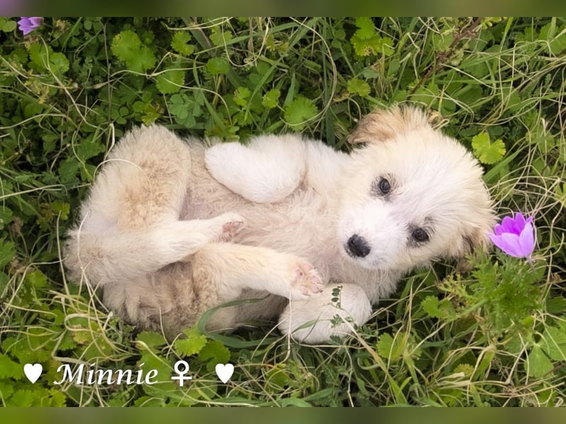 Minnie und Mollie suchen ein Zuhause