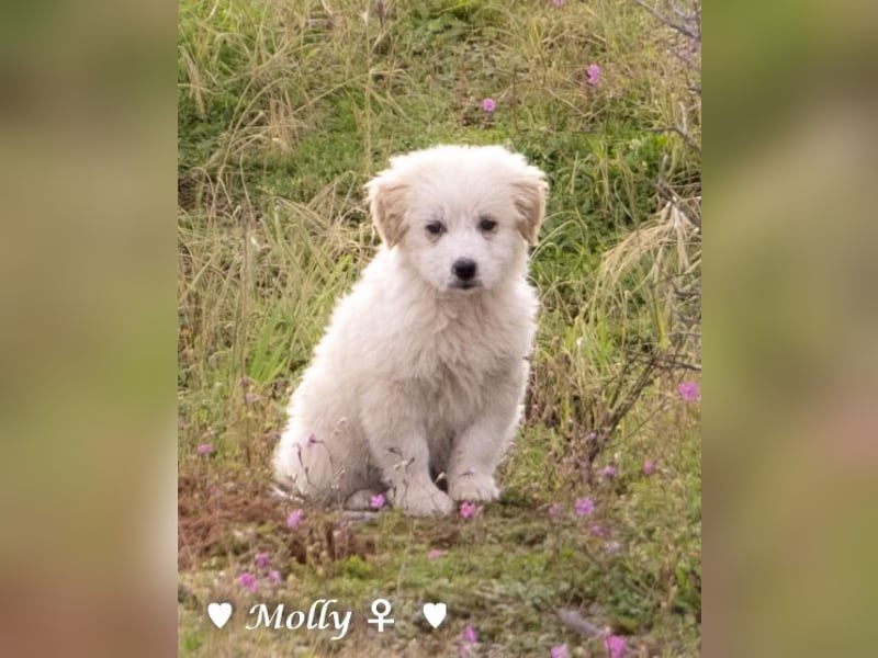 Minnie und Mollie suchen ein Zuhause