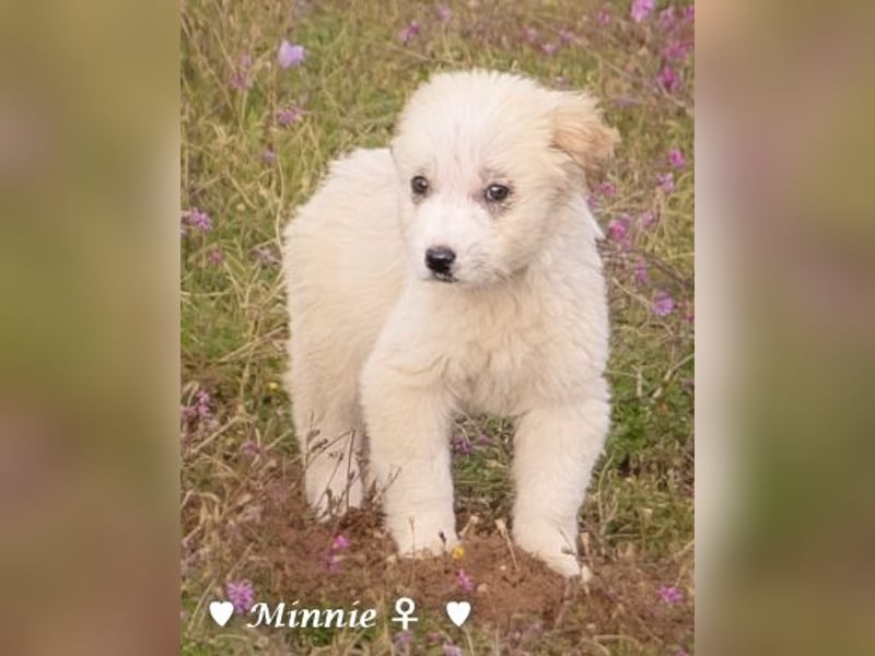 Minnie und Mollie suchen ein Zuhause