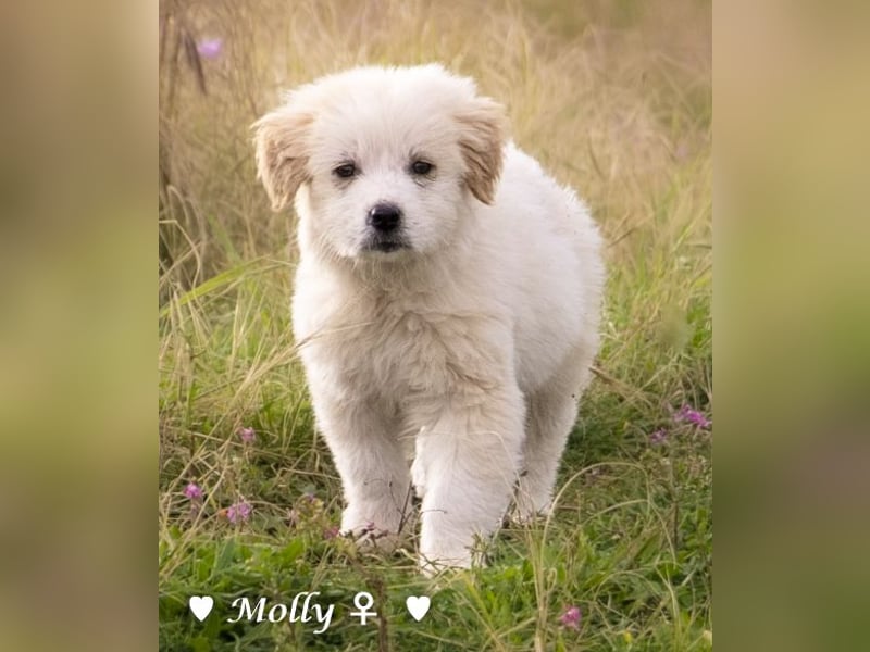 Minnie und Mollie suchen ein Zuhause