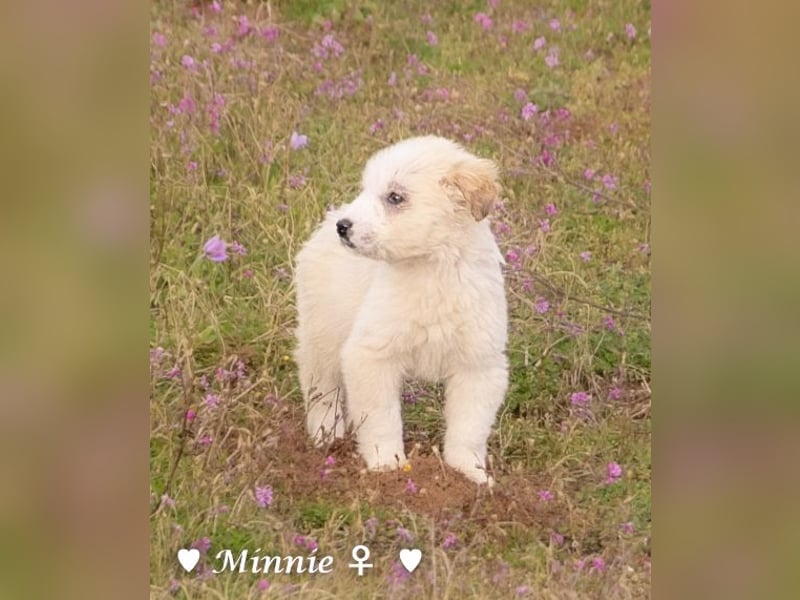 Minnie und Mollie suchen ein Zuhause