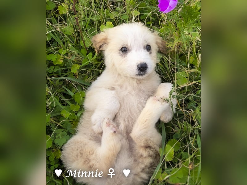 Minnie und Mollie suchen ein Zuhause