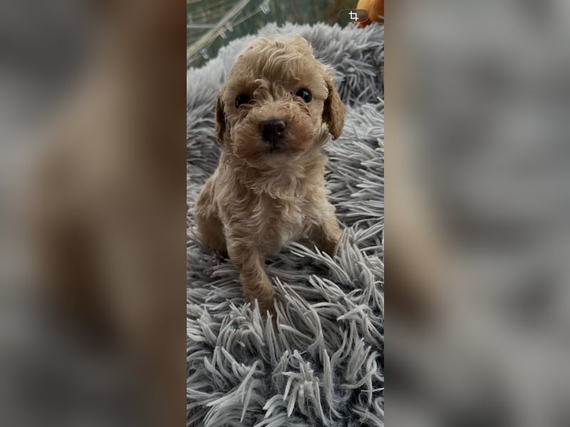 Zeitweise sehr hübsche Toypudel Welpen aus seriöser Zucht abzugeben