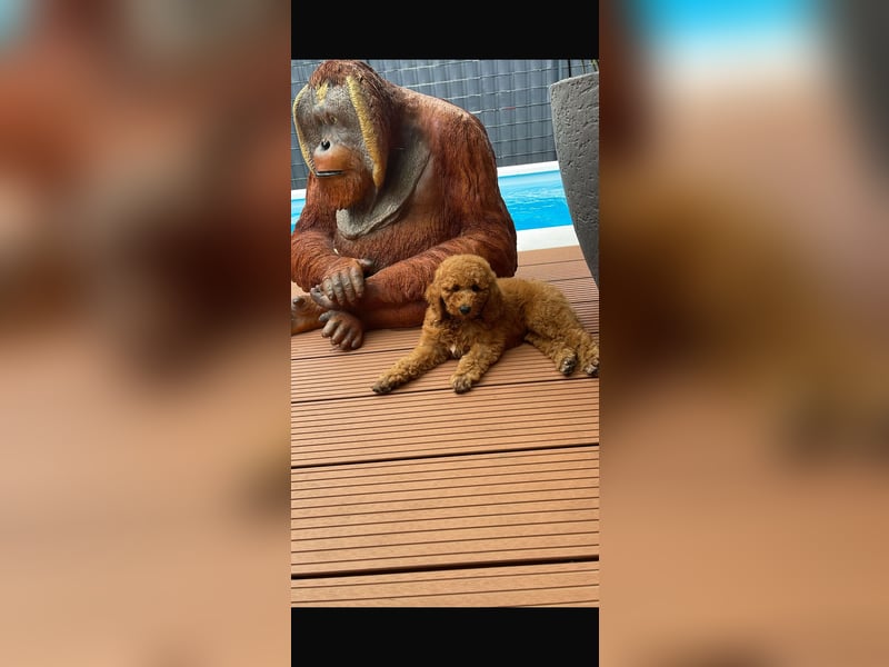 Rote Königspudel Hündin sucht liebevolle Familie